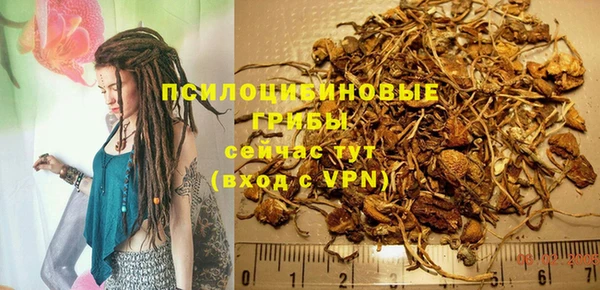 стаф Корсаков